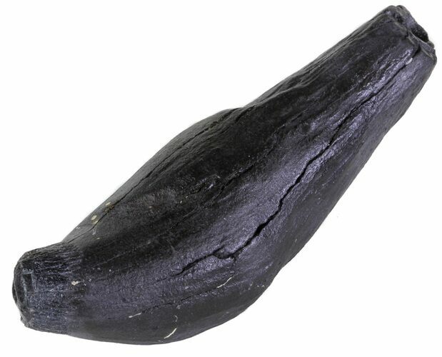 Fossil Sperm Whale Tooth - South Carolina #63554